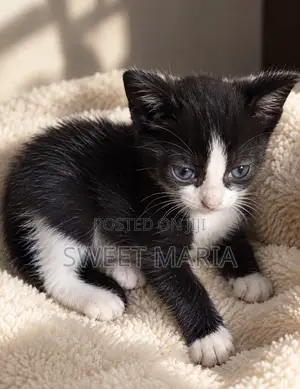 1-3 months Female Mixed Breed Tabby