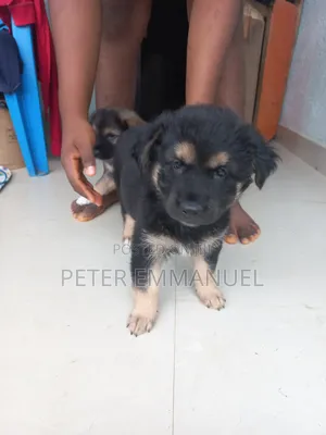 1-3 months Male Mixed Breed German Shepherd