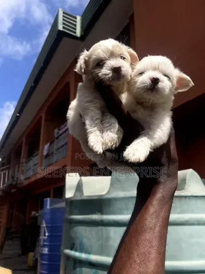 1-3 months Female Purebred Lhasa Apso