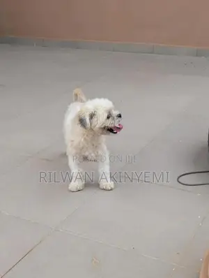 3-6 months Male Purebred Lhasa Apso