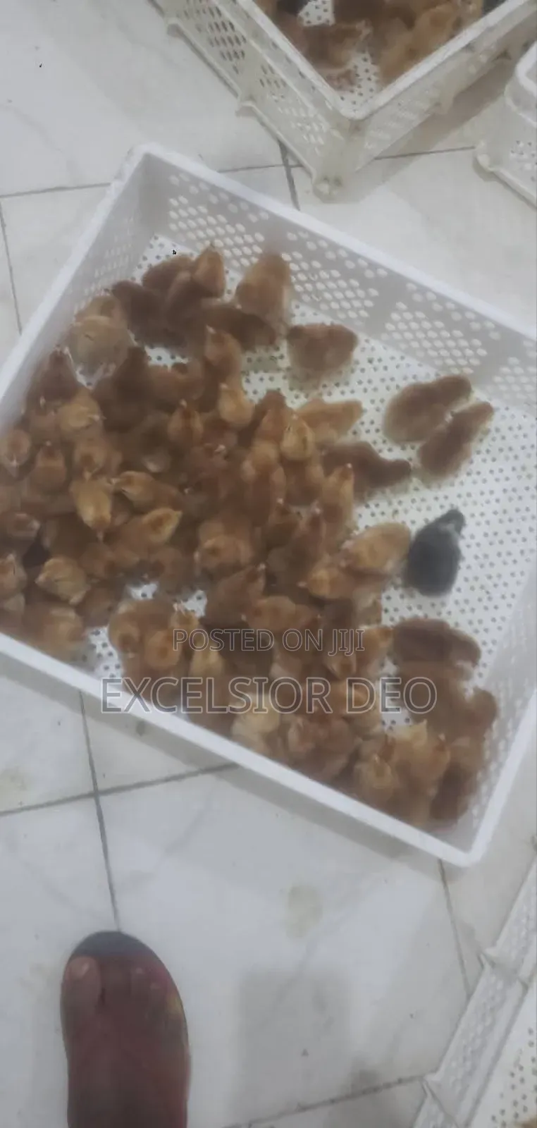 Chicken and Any Birds