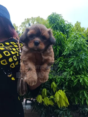 1-3 months Female Purebred Lhasa Apso