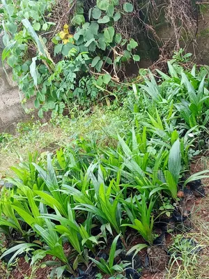 Tenera Palms