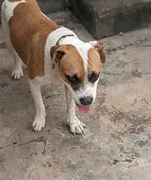 1+ year Male Purebred American Pit Bull Terrier