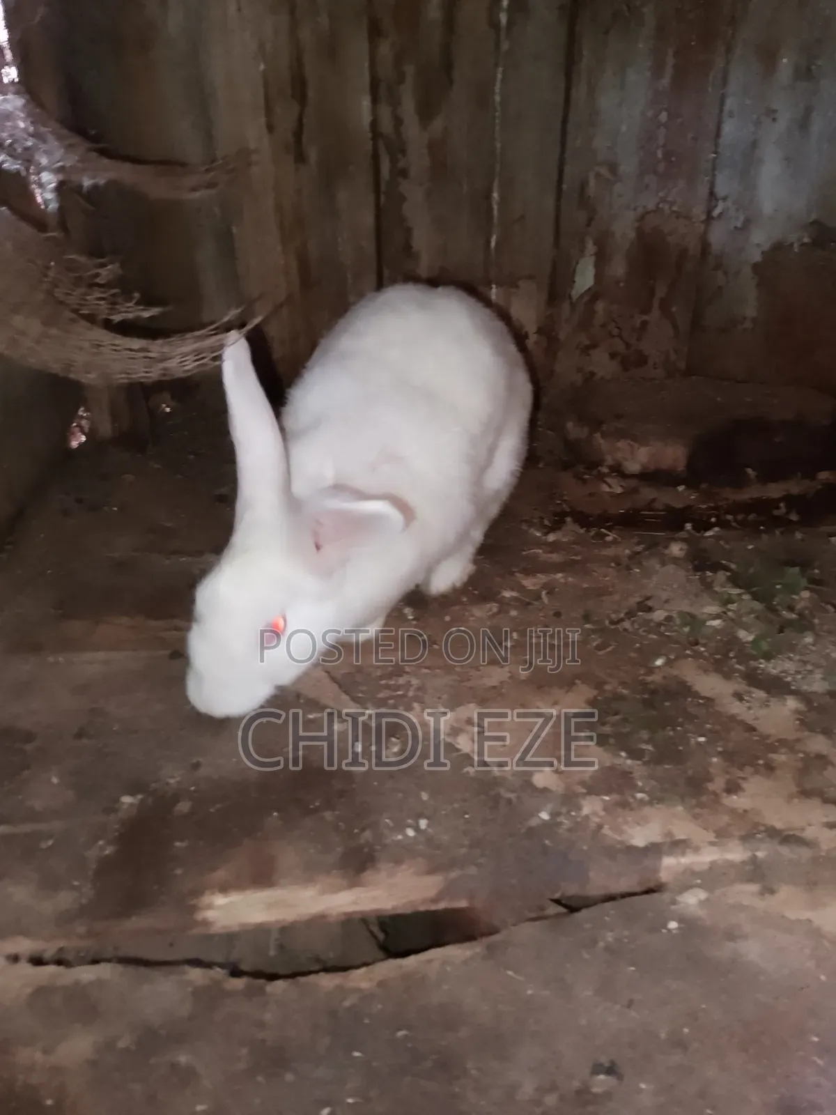 Rabbit for Sale