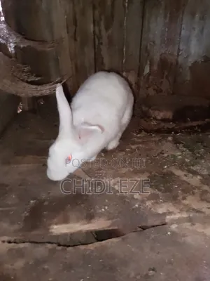 Rabbit for Sale