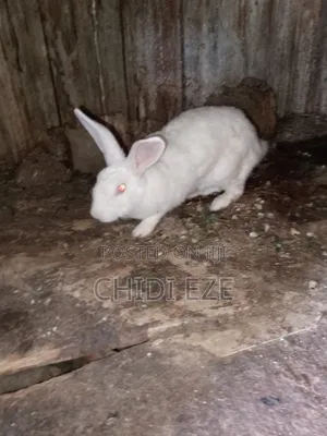 Rabbit for Sale