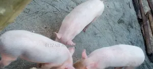 Pure Large White Weaners