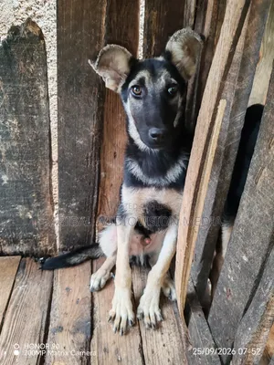 1-3 months Male Purebred German Shepherd