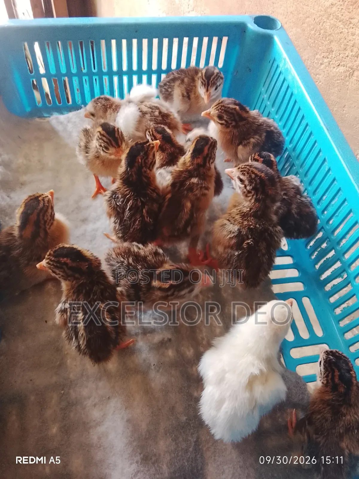 Guineafowl