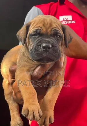 1-3 months Female Purebred Boerboel