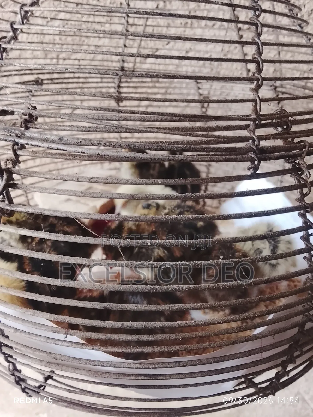 Quails Birds