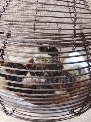 Quails Birds
