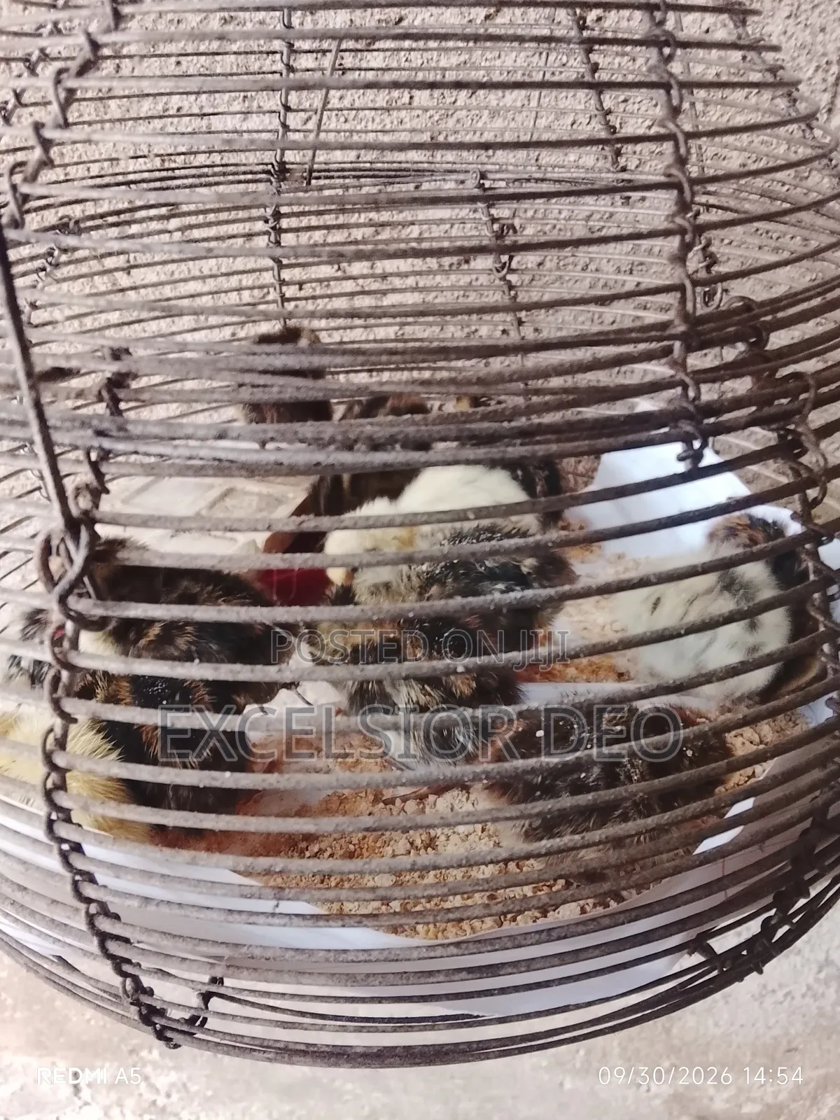 Quails Birds