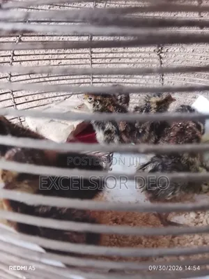 Quails Birds