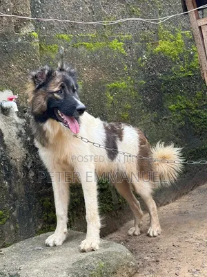3-6 months Female Purebred Caucasian Shepherd