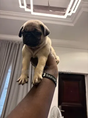 1-3 months Female Purebred Pug
