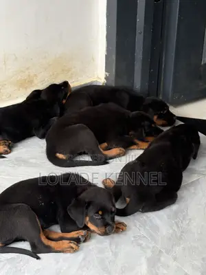 1-3 months Female Purebred Rottweiler