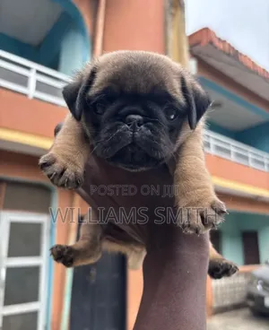 1-3 months Male Purebred Pug