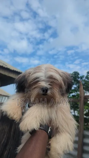3-6 months Female Purebred Lhasa Apso