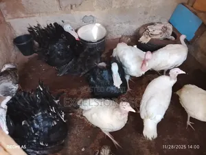 Mature Male and Laying Female Turkey Is Available