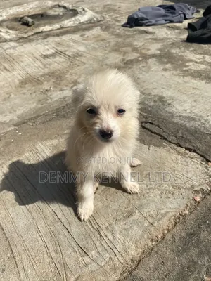 1-3 months Male Purebred American Eskimo