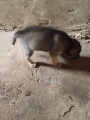 0-1 month Female Mixed Breed Dog