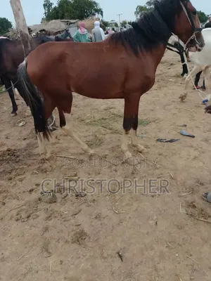 A Good Horse