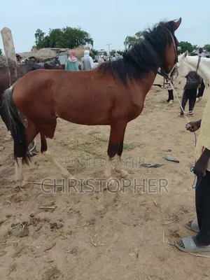 A Good Horse