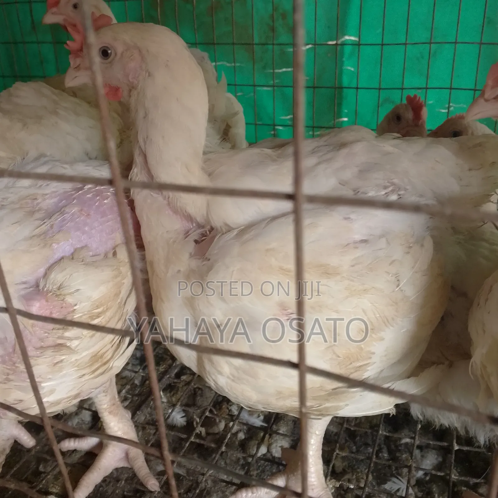 Broilers Chicken