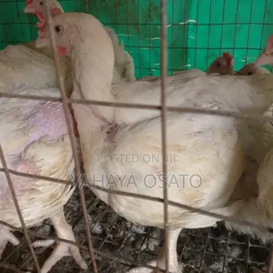 Broilers Chicken