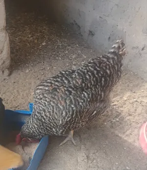 This Plymouth Barred Rock Is Available