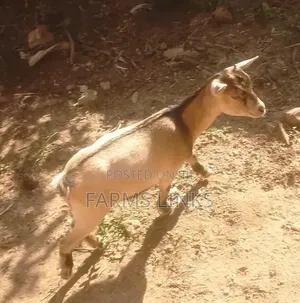 5 Months Plus Female Goat