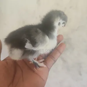Brahma Chicks and Chickens