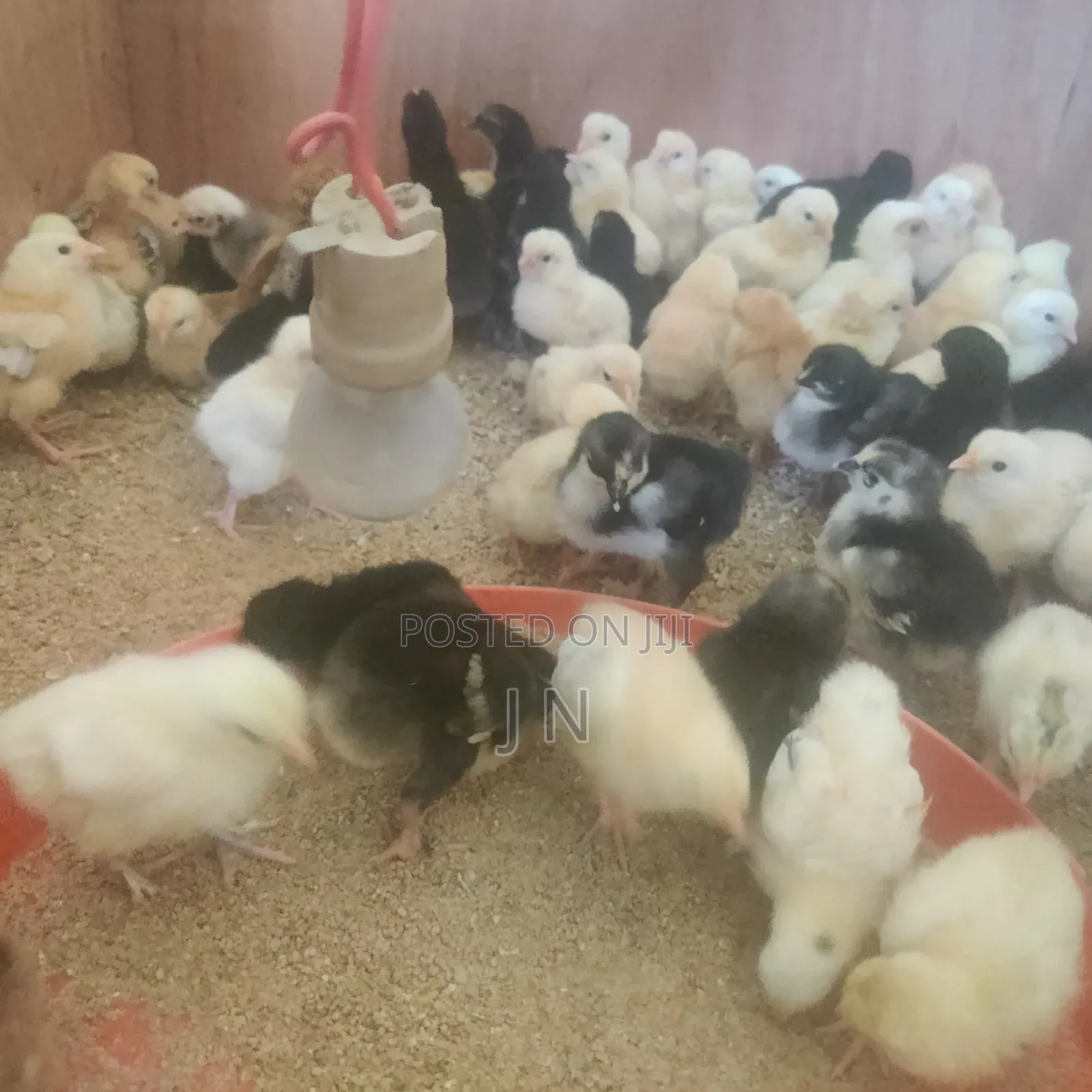 Brahma Chicks and Chickens