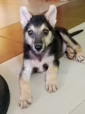 1-3 months Male Purebred German Shepherd
