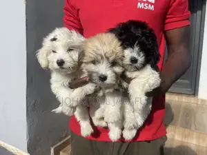 1-3 months Male Purebred Lhasa Apso