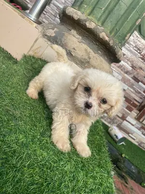 3-6 months Male Purebred Lhasa Apso