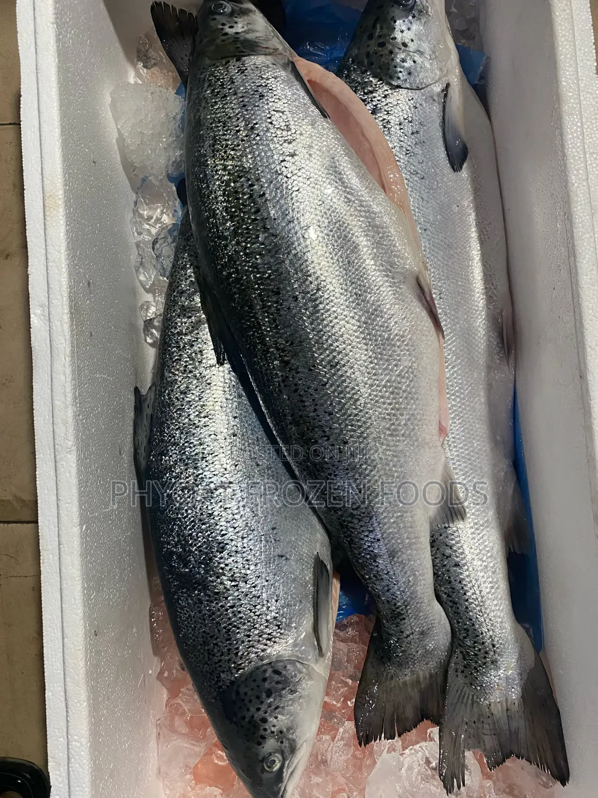 Salmon Fish