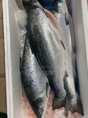 Salmon Fish