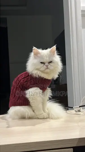 1+ year Male Purebred Siberian