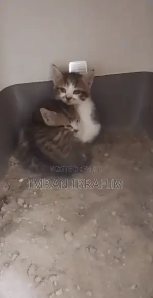 1-3 months Female Mixed Breed American Shorthair
