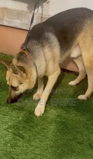 6-12 months Male Purebred German Shepherd