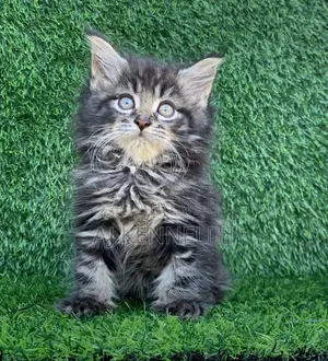 1-3 months Male Purebred Maine Coon