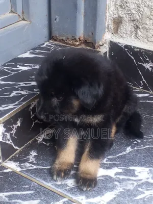 0-1 month Female Purebred German Shepherd