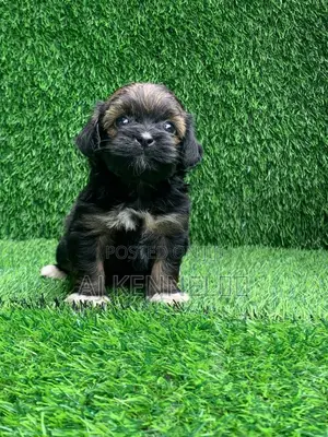 1-3 months Female Purebred Lhasa Apso