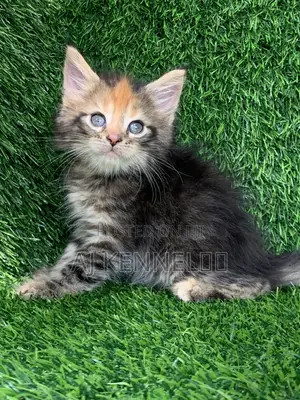 1-3 months Female Purebred Maine Coon