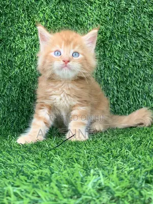 1-3 months Male Purebred Maine Coon