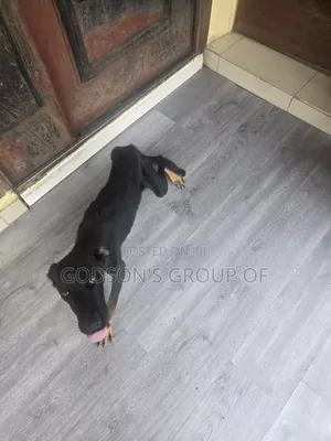 3-6 months Male Mixed Breed German Shepherd