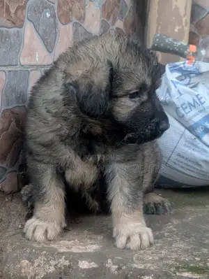 1-3 months Female Purebred Caucasian Shepherd